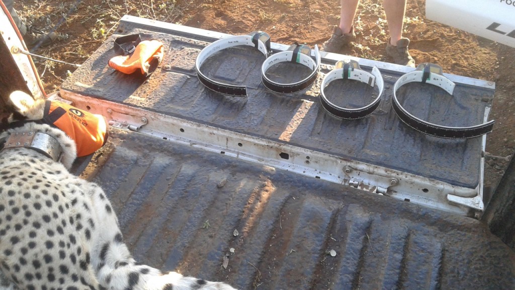 Blick auf einen Gepard, der auf der Ladefläche eines Geländewagens liegt. Neben seinem Kopf liegen weitere Halsbänder bereit. (© Cornelia Hebrank, 2016)