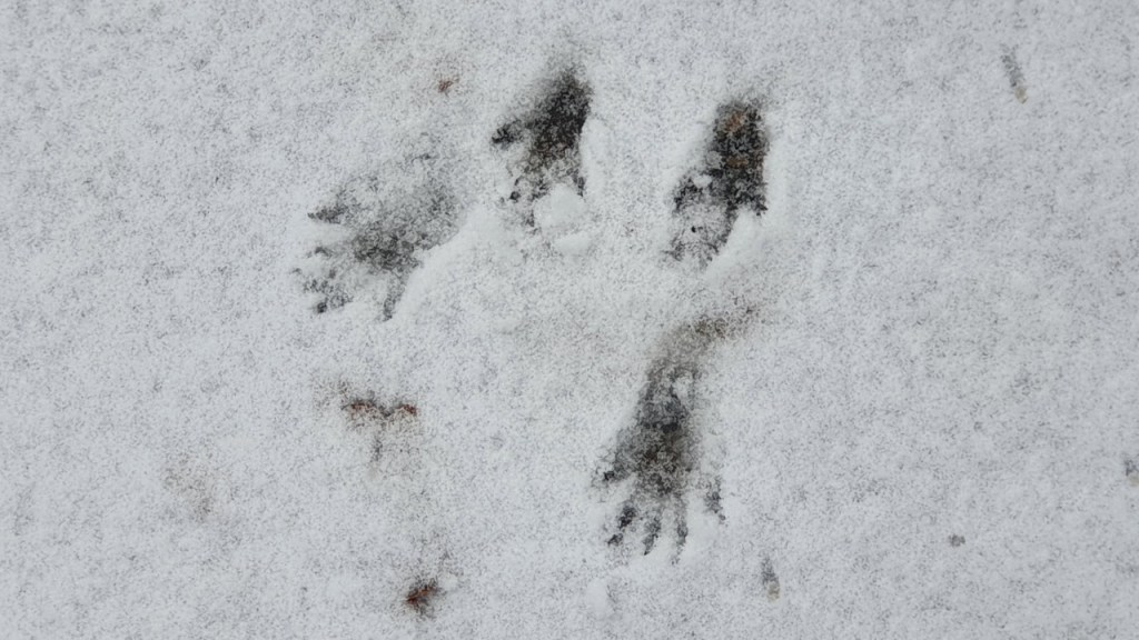 Die Spur eines Eichhörnchens im Schnee (© Cornelia Hebrank, 2023)