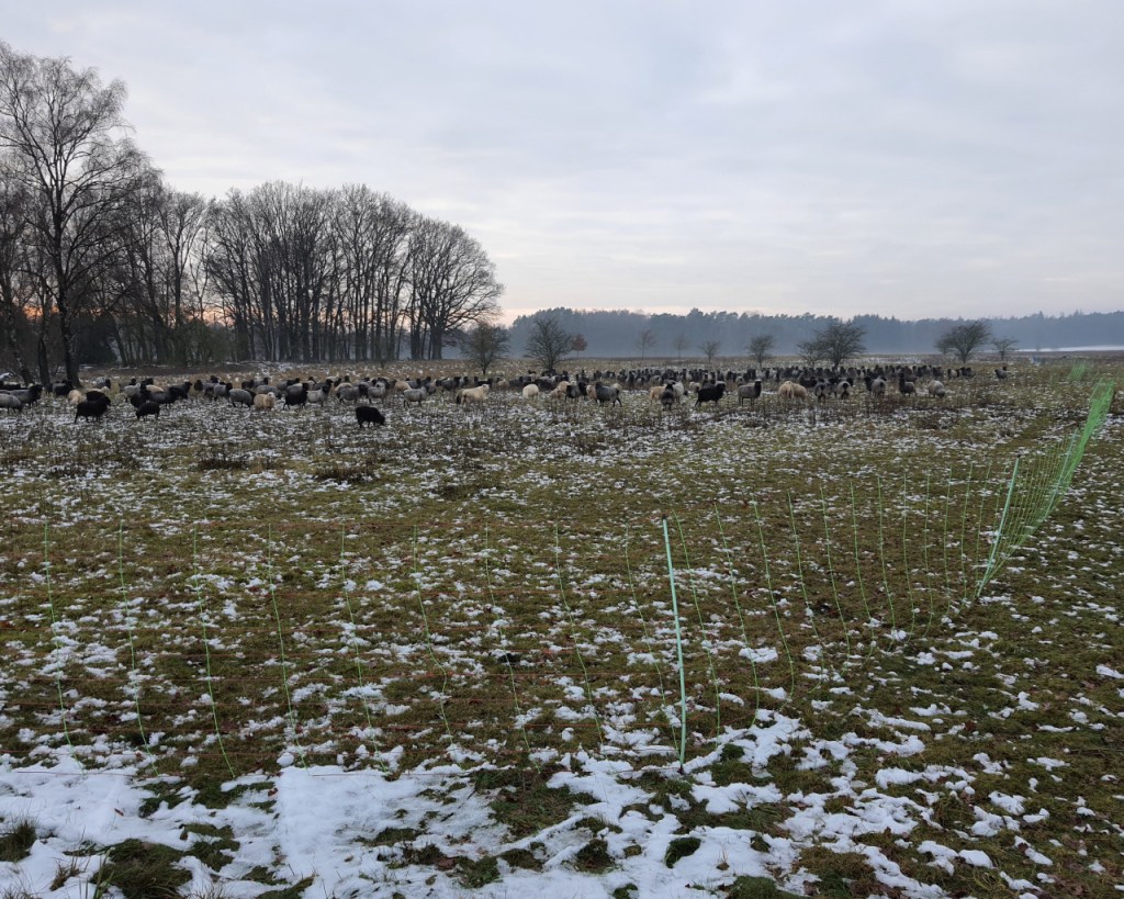 Blickwinkel mit dem Zaun und den Schafen (© Cornelia Hebrank, 2023)
