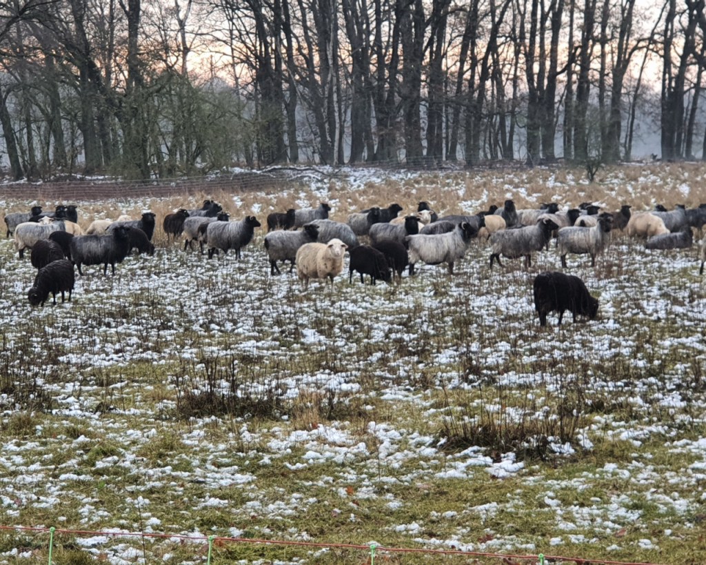 Workshop Wolf – Tag 3: Der Blickwinkel eines&nbsp;Schäfers