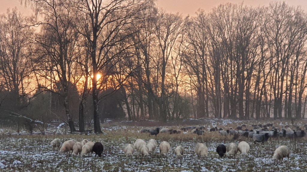 Sonnenuntergang bei der Schafsherde (© Cornelia Hebrank, 2023)