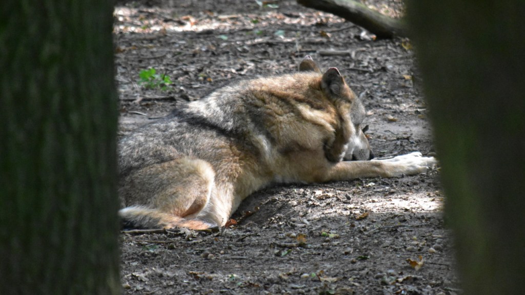 Ein Wolf, zwischen zwei Bäumen durch gesehen (© Cornelia Hebrank, 2024)