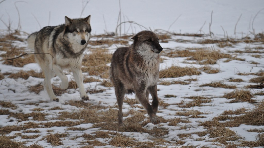 Zwei Wölfe rennen über eine eingeschneite Fläche (© Cornelia Hebrank, 2014)