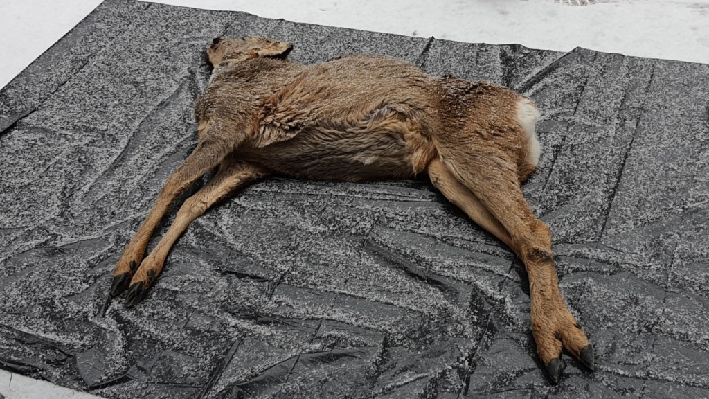 Ein Rehkadaver auf einer Plane (© Cornelia Hebrank, 2023)