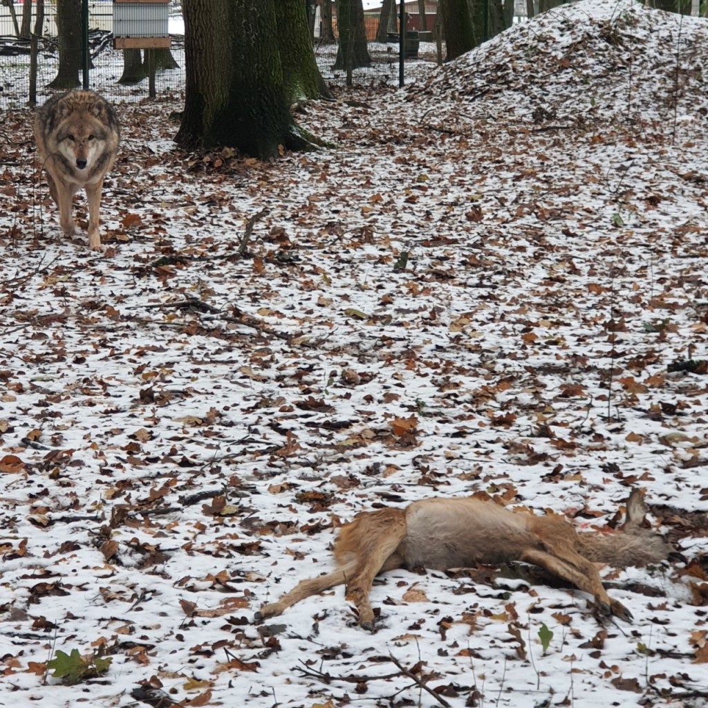 Der Rehkadaver liegt im Vordergrund im Gehege, einer der Wölfe kommt vorsichtig im Hintergrund herangelaufen (© Cornelia Hebrank, 2023)