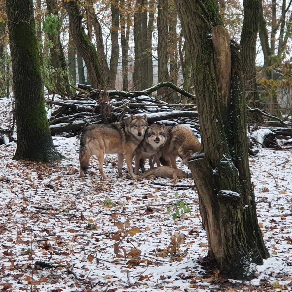 Die drei Wolfsbrüder stehen gemeinsam über dem Rehkadaver, einer davon knurrt (© Cornelia Hebrank, 2023)