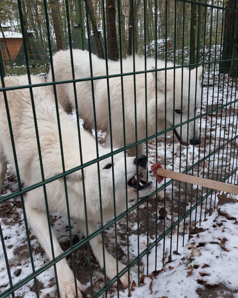 Die beiden weißen Wölfe werden durch den Zaun gefüttert - mit Holzzangen (© Cornelia Hebrank, 2023)