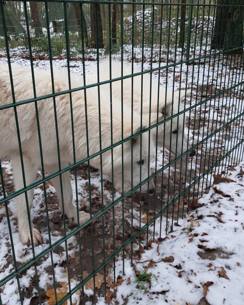 Zwei weiße Wölfe schauen gespannt und fokussiert durch den Zaun (© Cornelia Hebrank, 2023)
