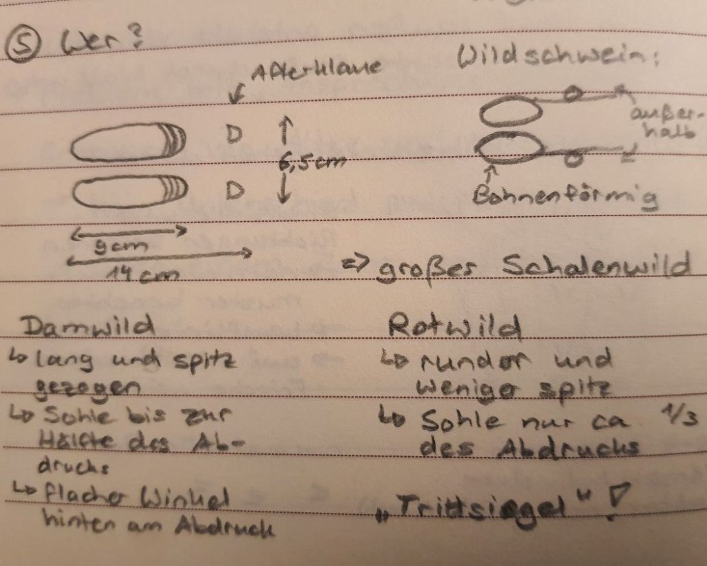 Notizbucheintrag mit Zeichnungen zu Afterklauen
