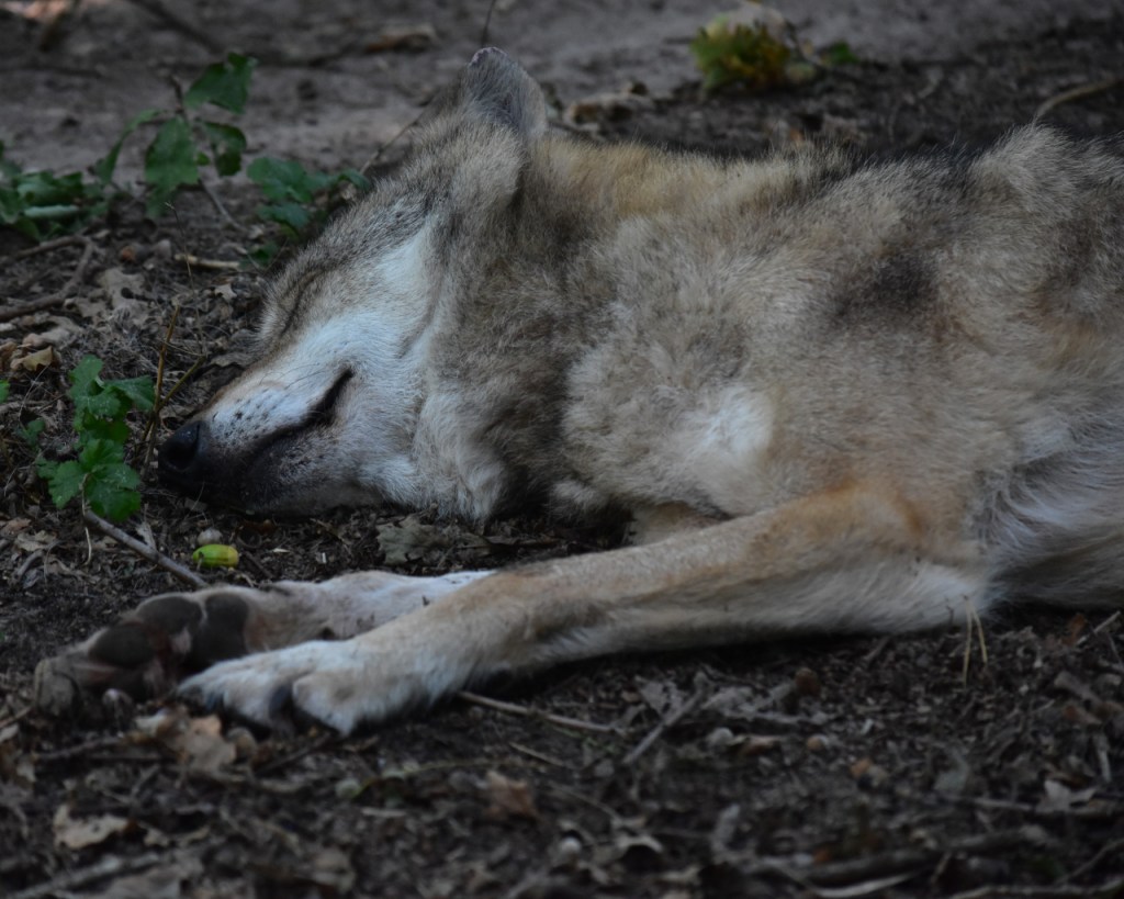 Workshop Wolf – Tag 5: Mehr Spuren und eine Verhaltensanalyse