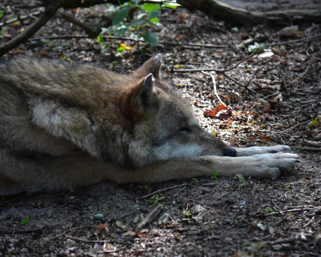Ein aufrecht liegender Wolf, der seinen Kopf auf die Pfoten gelegt hat (© Cornelia Hebrank, 2024)
