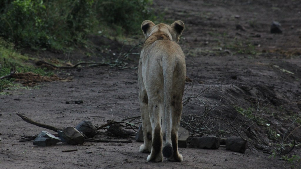 Löwin von hinten (© Sebastian Sperling, 2024)