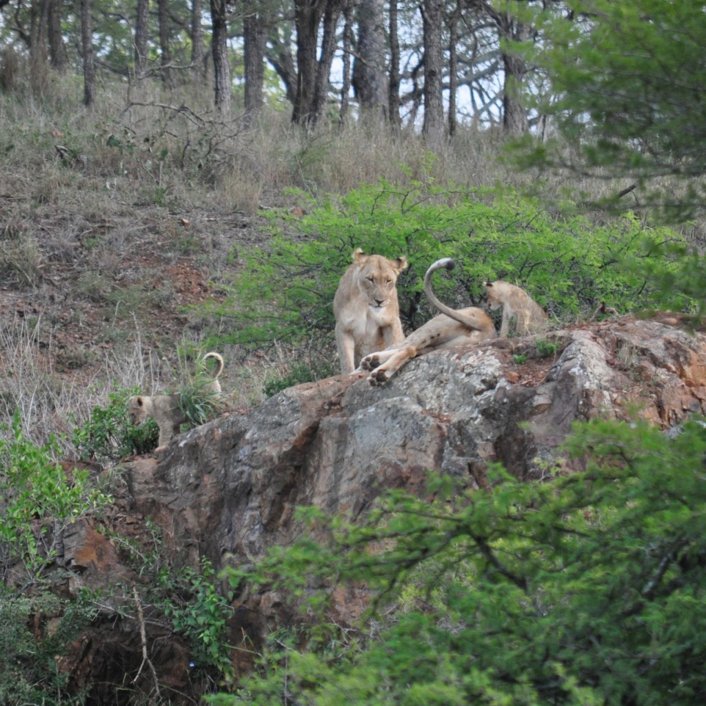 Löwenrudel mit Jungen auf einem Felsen (© Cornelia Hebrank, 2016)
