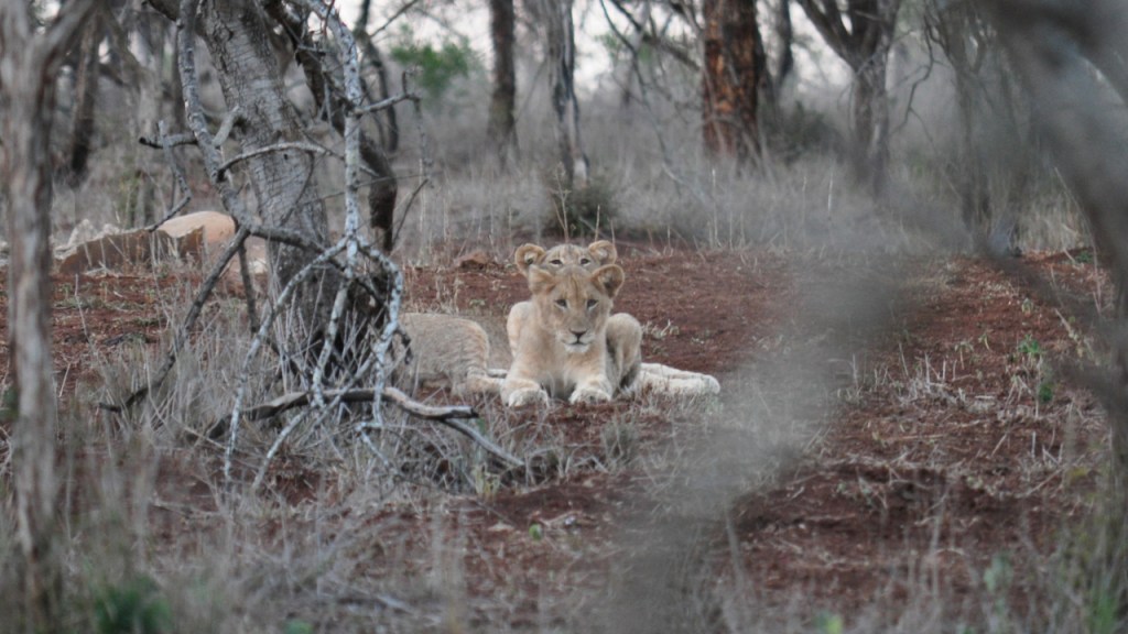 Zwei aufeinander liegende Löwenwelpen (© Cornelia Hebrank, 2016)