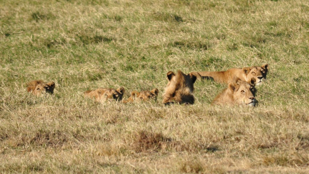 Ein Löwenrudel liegt im Gras (© Cornelia Hebrank, 2016)