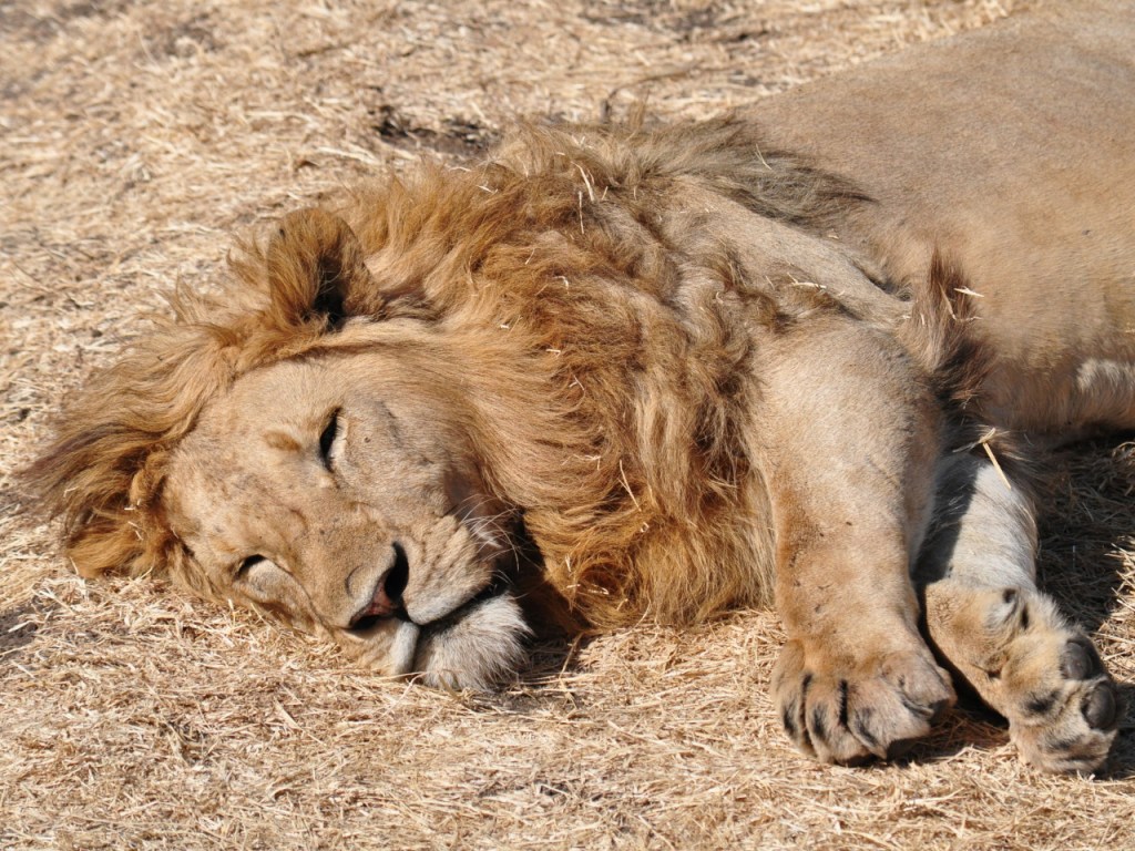 Ein ausgewachsener Löwe liegt in der Sonne (© Cornelia Hebrank, 2016)