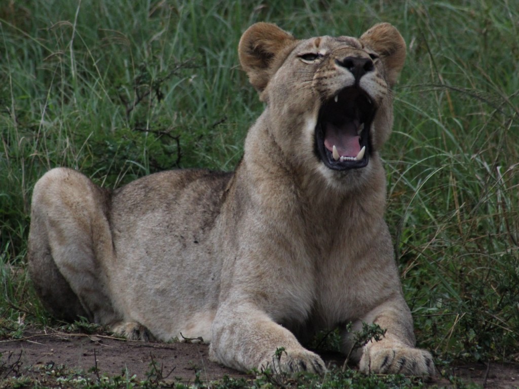 Eine gähnende Löwin liegt im Gras (© Sebastian Sperling, 2024)