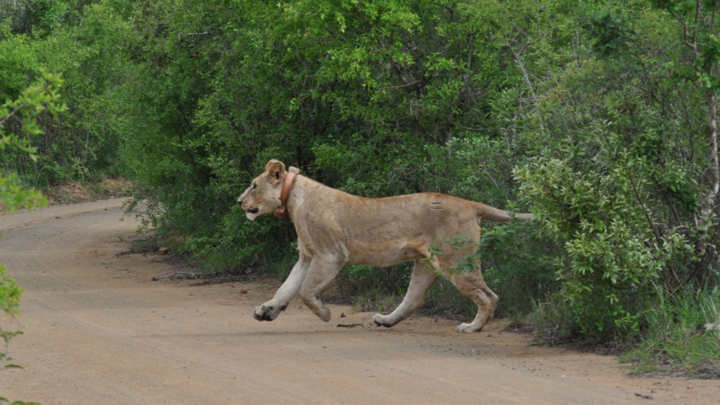 Löwin mit GPS-Halsband rennt über die Straße (© Cornelia Hebrank, 2013)