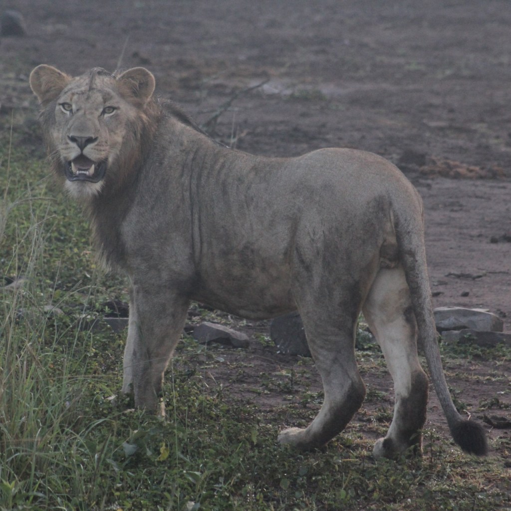 Junger Löwe (© Sebastian Sperling, 2024)