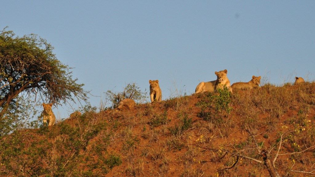 Ein Löwenrudel in der nachmittäglichen Sonne auf einem Hügel (© Cornelia Hebrank, 2016)