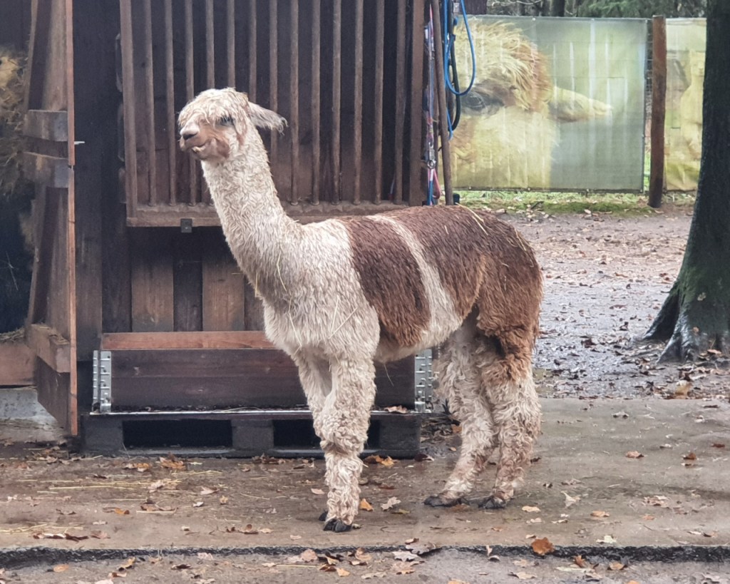 Ein Alpaka vor der Fütterungsstation (© Cornelia Hebrank, 2023)