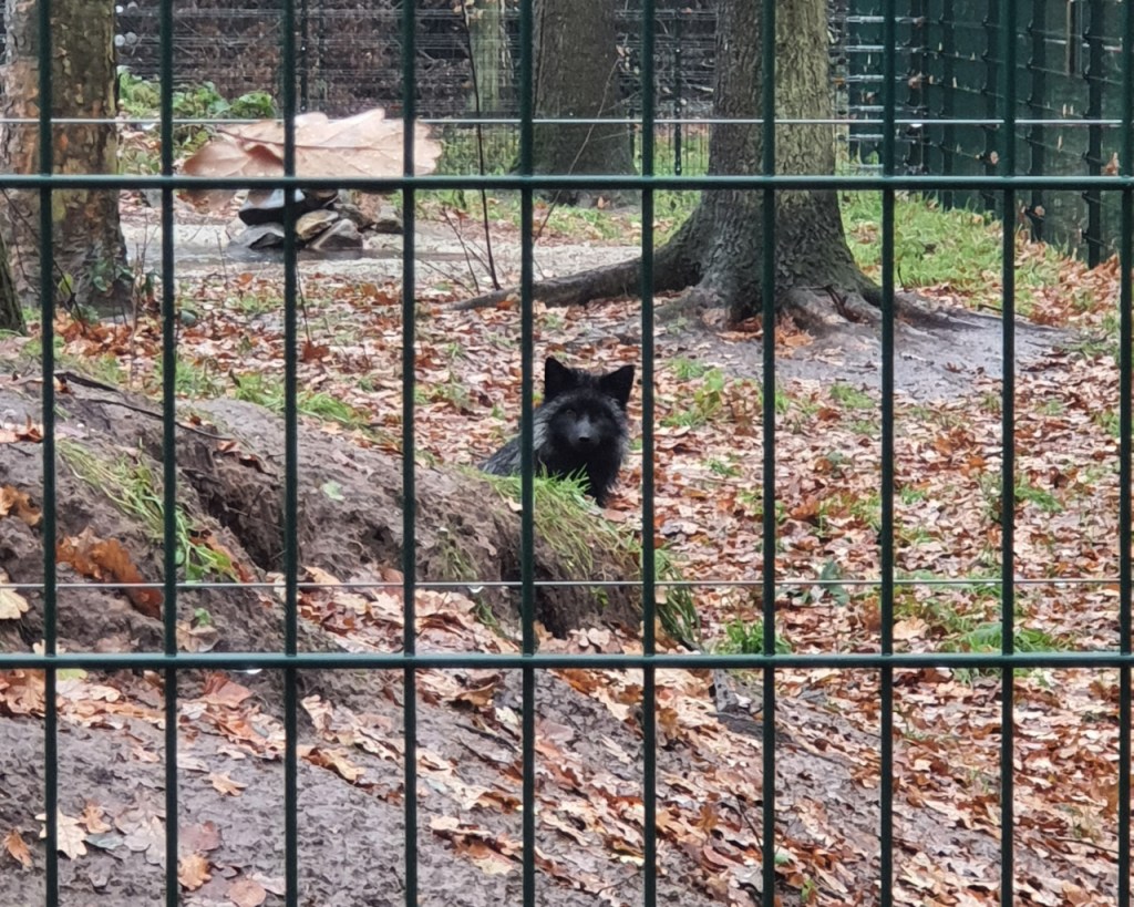 Ein neugierig über einen Erdhügel lugender Silberfuchs im Gehege (© Cornelia Hebrank, 2023)