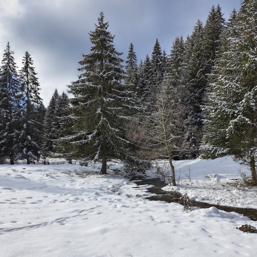 Ein Bächlein neben einer einzelstehenden Tanne im Schnee (© Cornelia Hebrank, 2024)