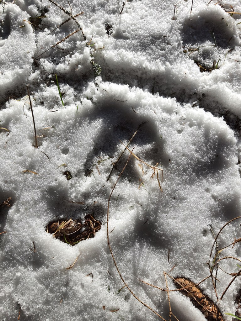 Ein Abdruck eines Wolfs (© Cornelia Hebrank, 2024)