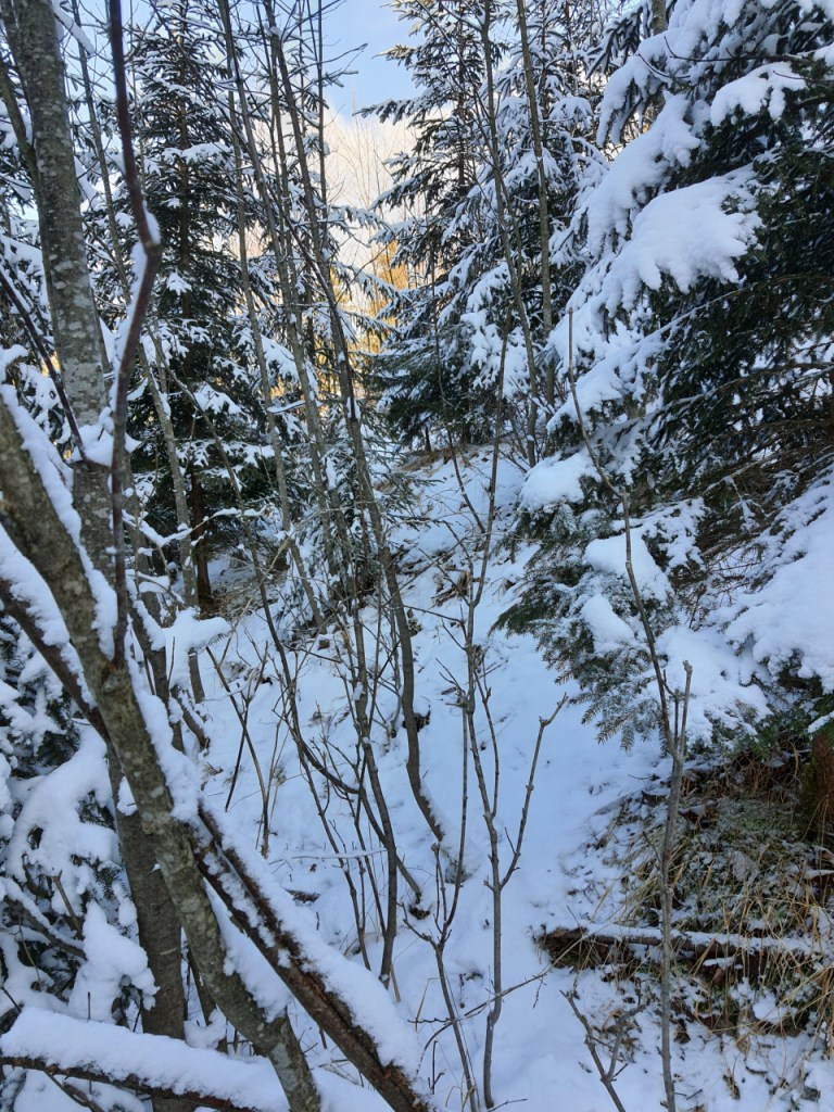 Die Seite eines Hanges mit einem Tierpfad im Schnee (© Cornelia Hebrank, 2024)