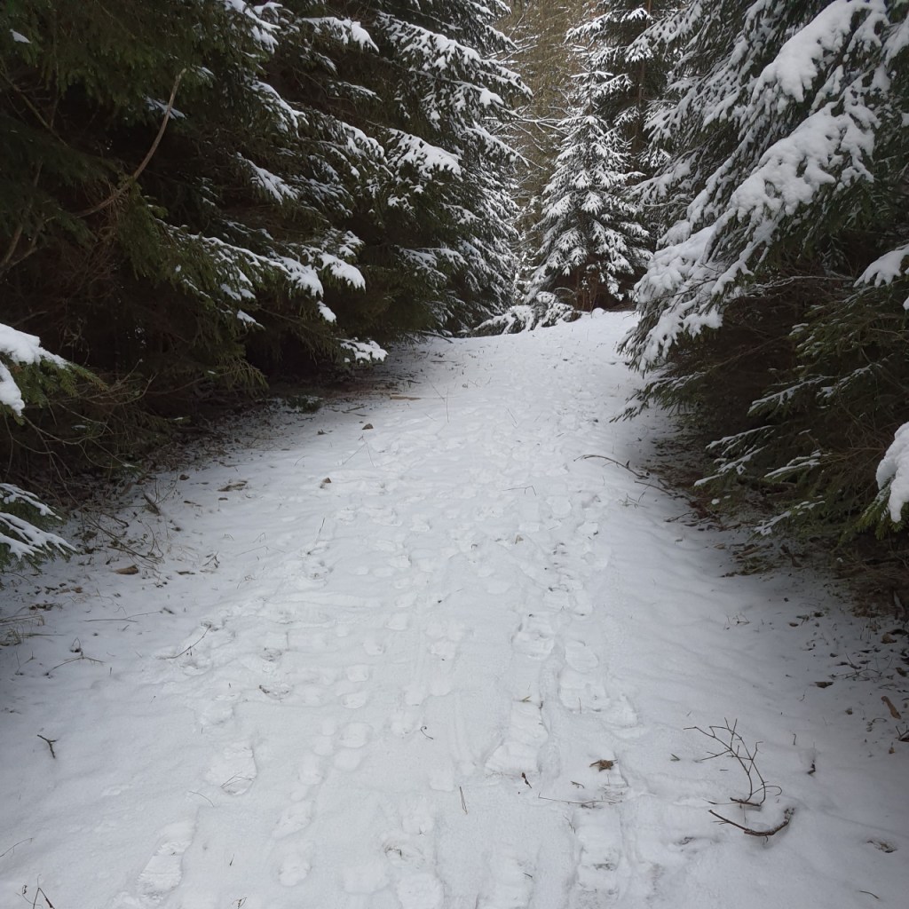 Workshop Wolf – Tag 7: Ankunft in der verschneiten&nbsp;Slowakei