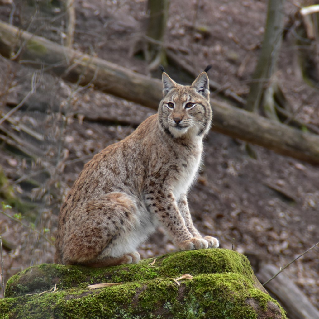 Ein Luchs sitzt auf einem Stein mit gutem Ausblick übers Gehege (© Cornelia Hebrank, 2024)
