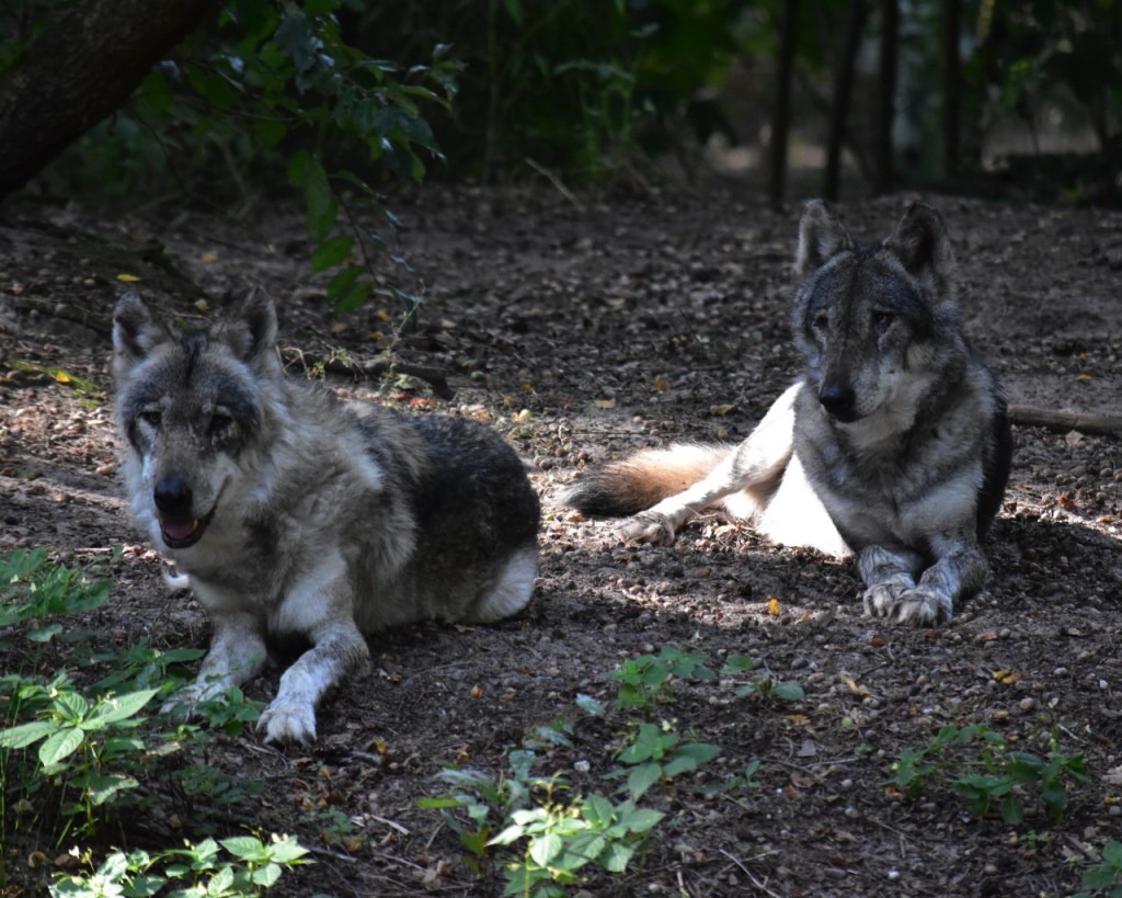 Zwei Wölfe liegen gemütlich im Wolfcenter herum (© Cornelia Hebrank, 2024)