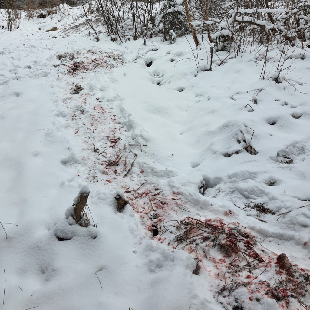 Ein eingeschneiter Hang, durch den eine Schleifspur mit Blutresten führt (© Cornelia Hebrank, 2024)