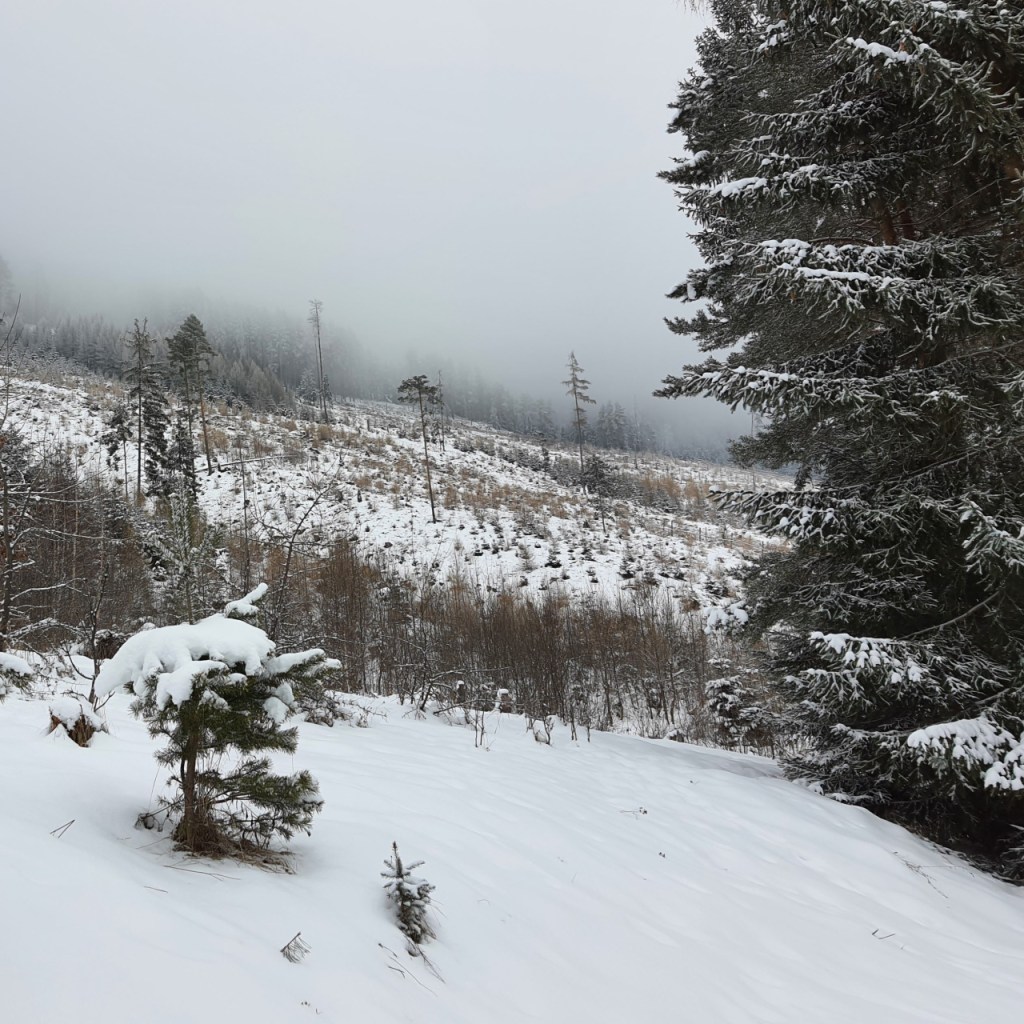 Ein steiler, eingeschneiter Hang, der bis in die nebligen Wolken reicht (© Cornelia Hebrank, 2024)