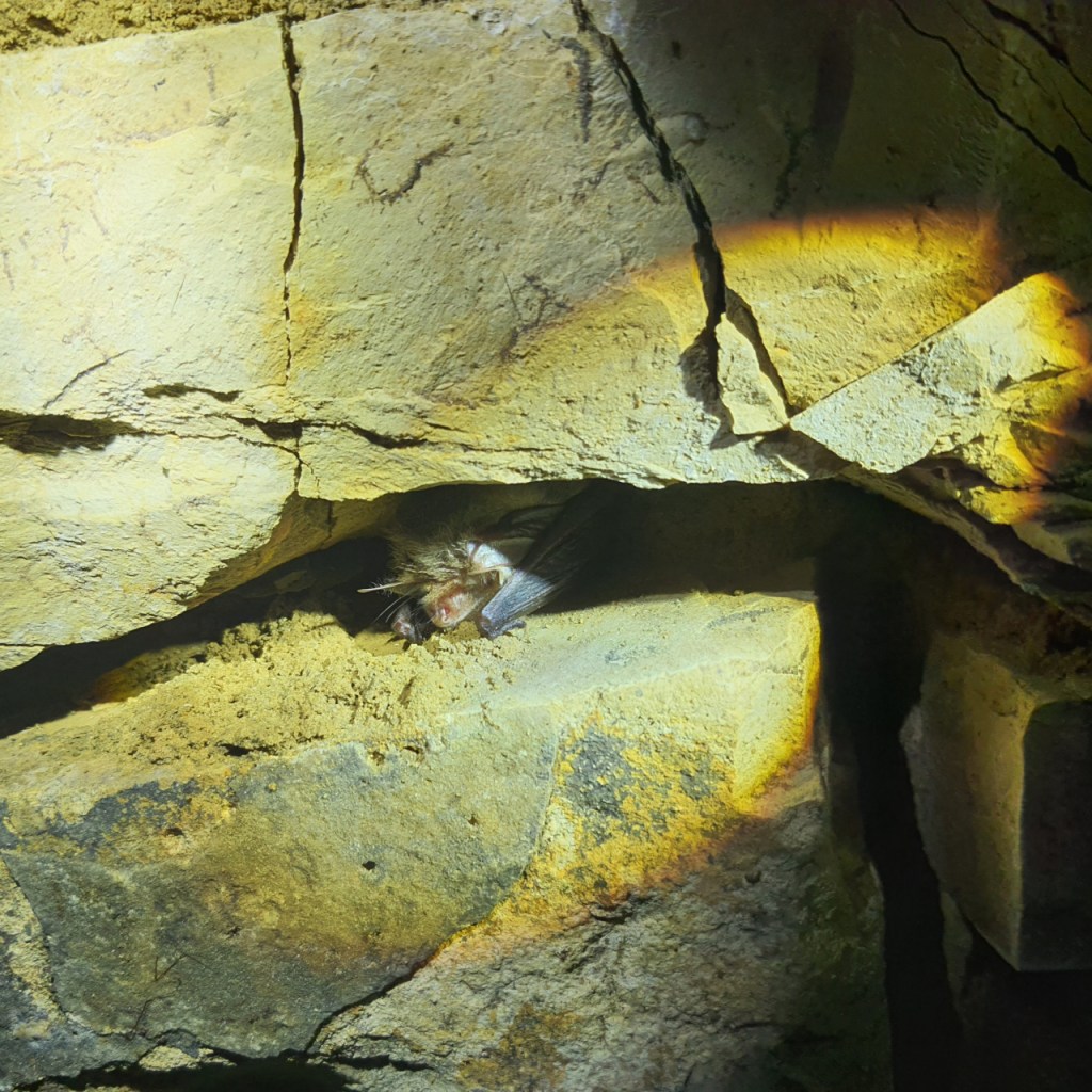 Ein Langohr liegt in einer Spalte halb versteckt (© Cornelia Hebrank, 2025)