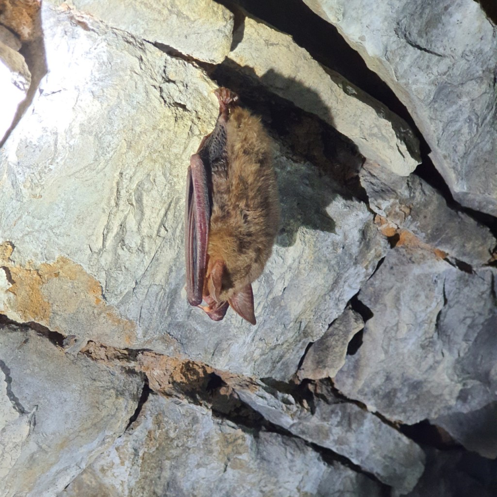 Natur nahe Nürnberg: Überwinternde Fledermäuse (Teil&nbsp;1)
