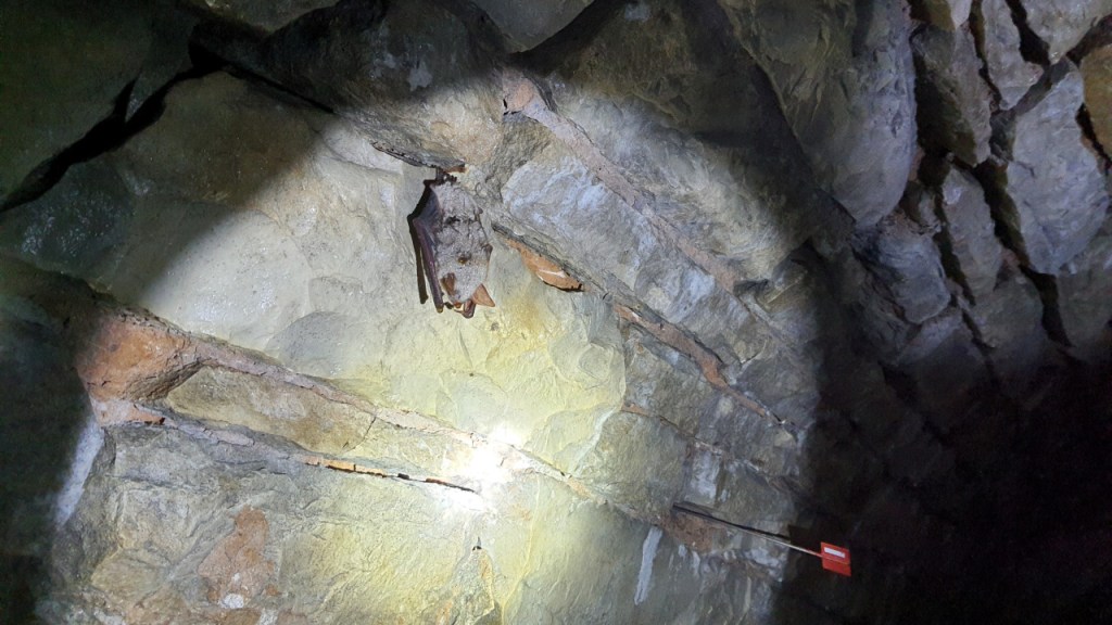 Ein an der Wand hängendes Mausohr und ein Markierungsstecken daneben (© Cornelia Hebrank, 2025)