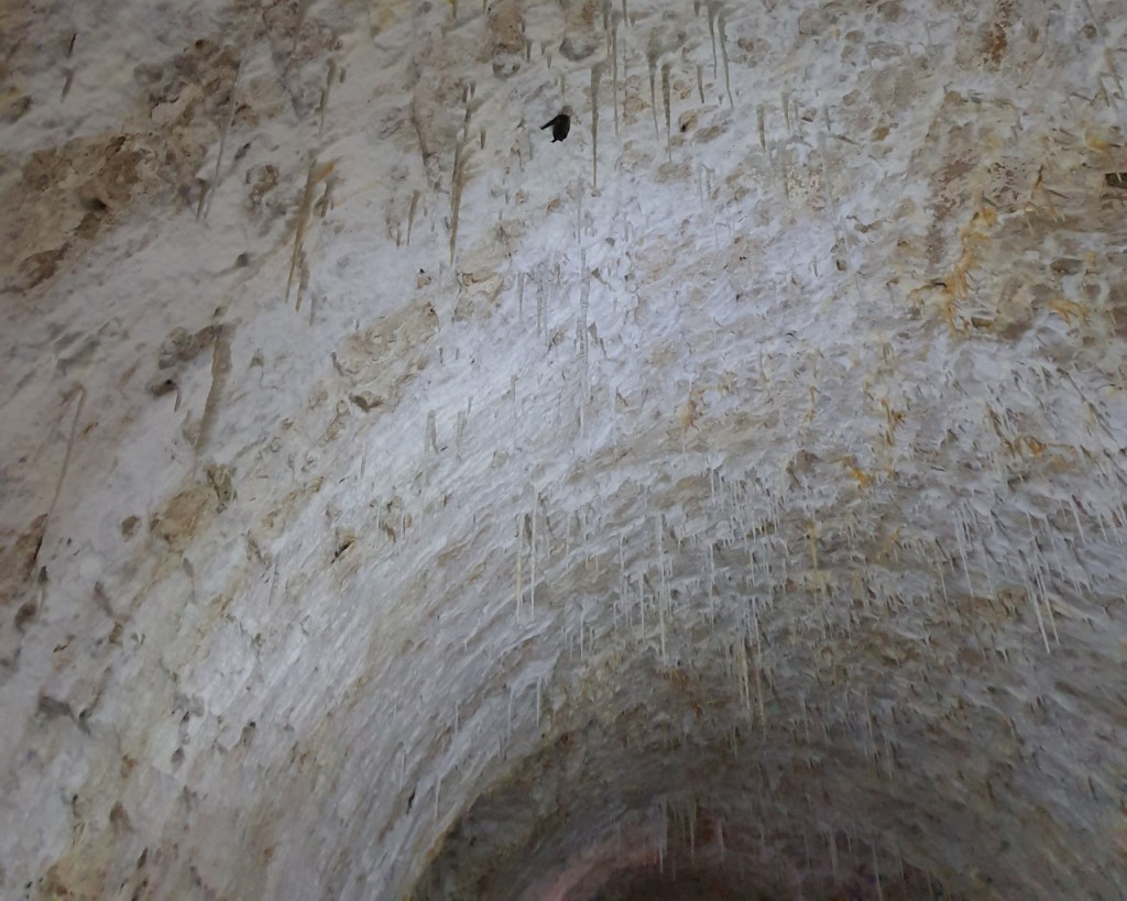 Decke der unteren Gewölbe mit lauter Kalksteinzapfen und dazwischen einer Fledermaus (© Cornelia Hebrank, 2025)