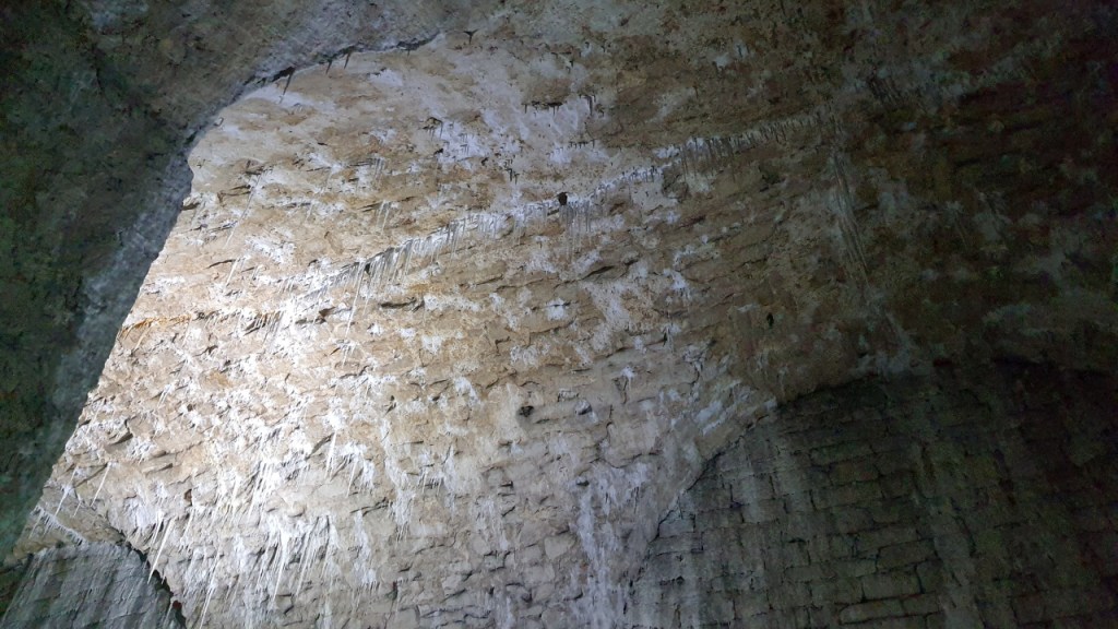 Eine hohe Decke mit einigen Fledermäusen (© Cornelia Hebrank, 2025)