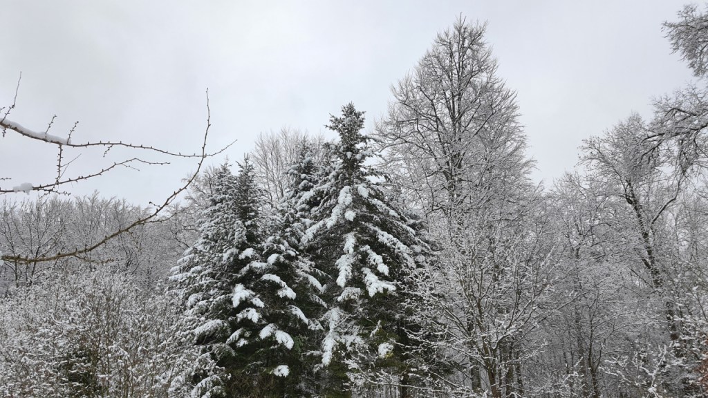 Eingeschneite Bäume (© Cornelia Hebrank, 2025)
