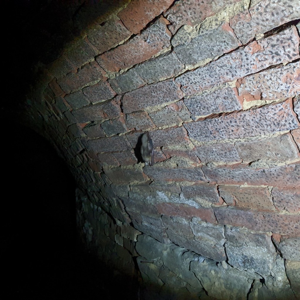 Ziegelwand mit einer Fledermaus (© Cornelia Hebrank, 2025)