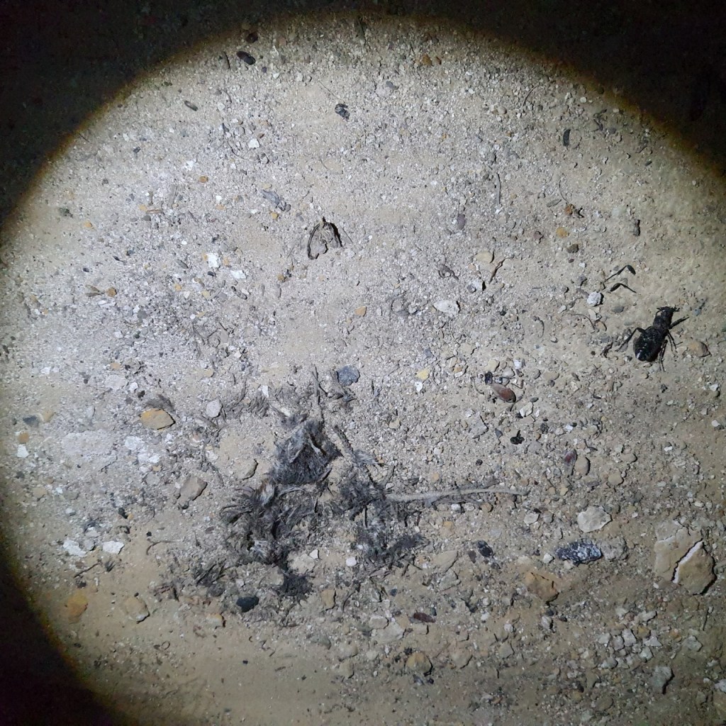 Knochen- und Haarreste von einer Ratte auf dem Boden im Taschenlampenlicht (© Cornelia Hebrank, 2025)