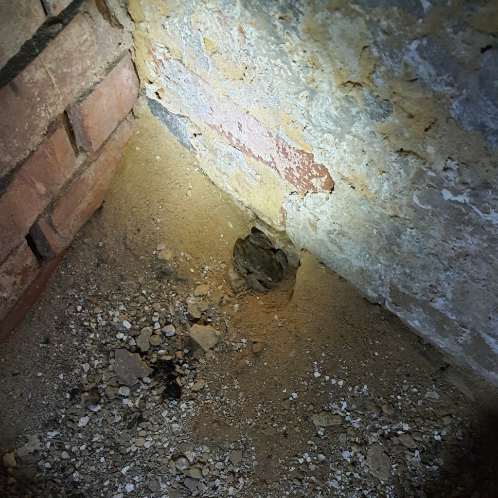 Eine Kröte im Eck eines Kellers (© Cornelia Hebrank, 2025)