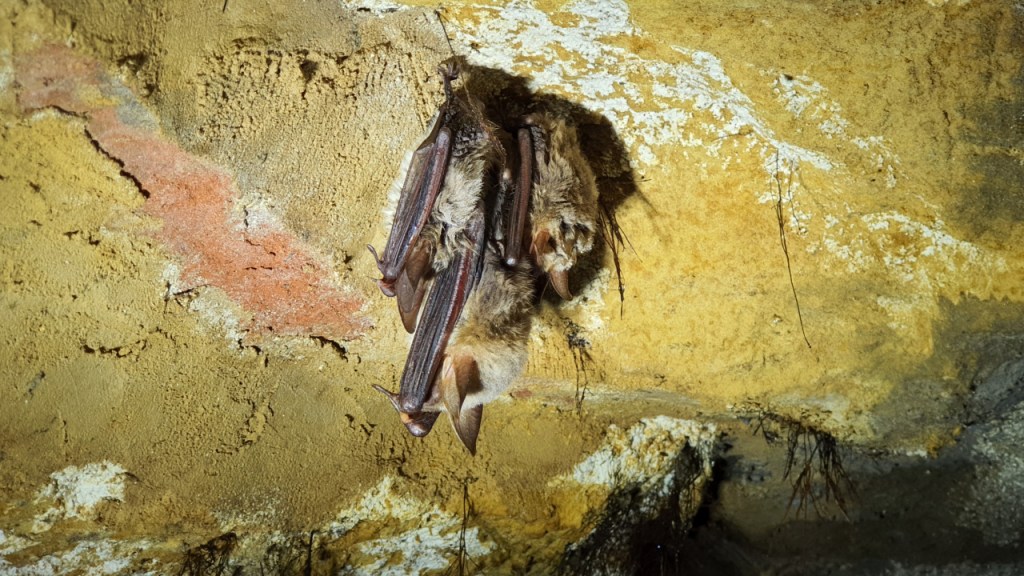 Drei direkt nebeneinander hängende Fledermäuse (© Cornelia Hebrank, 2025)