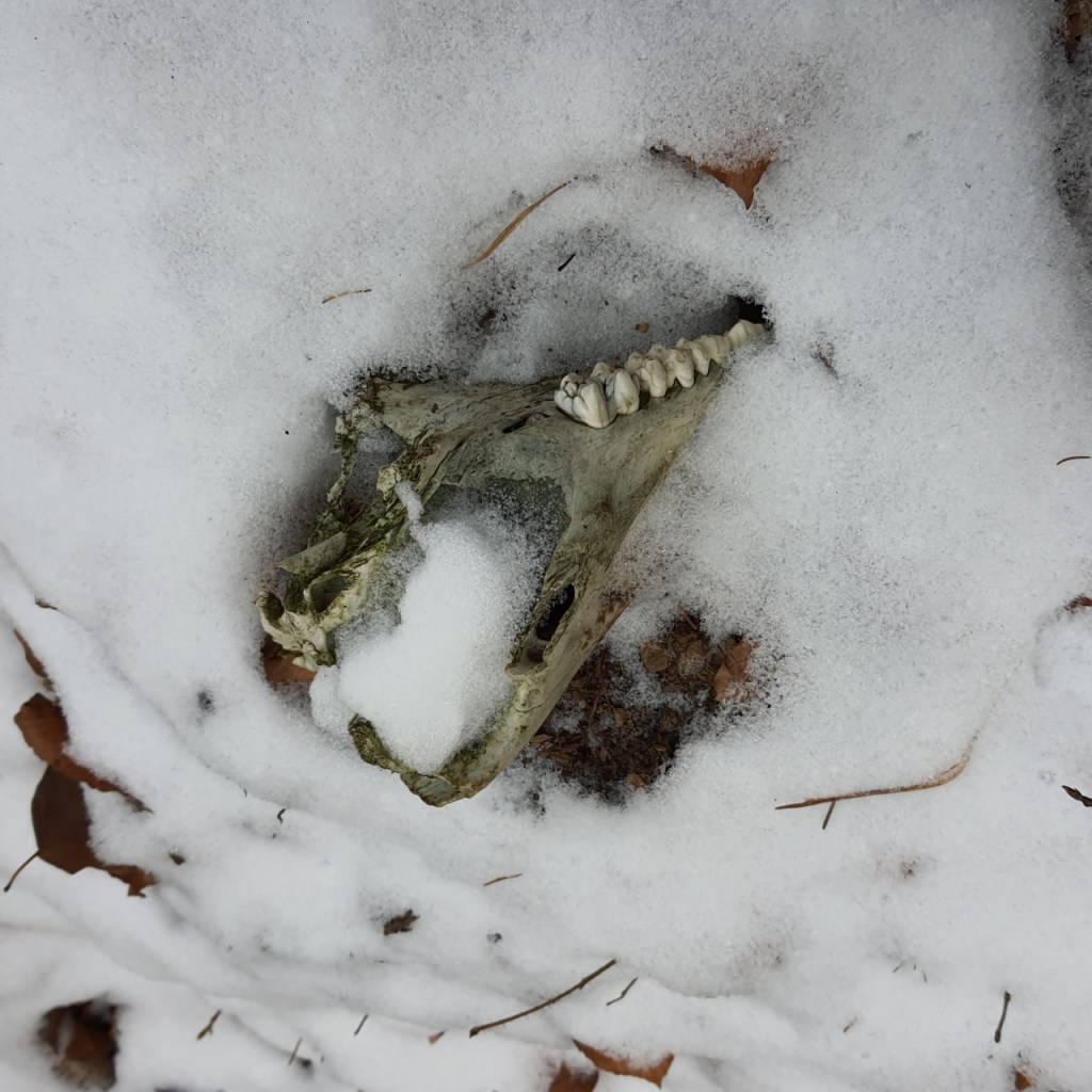 Ein Schädel ist im Schnee versteckt (© Cornelia Hebrank, 2024)