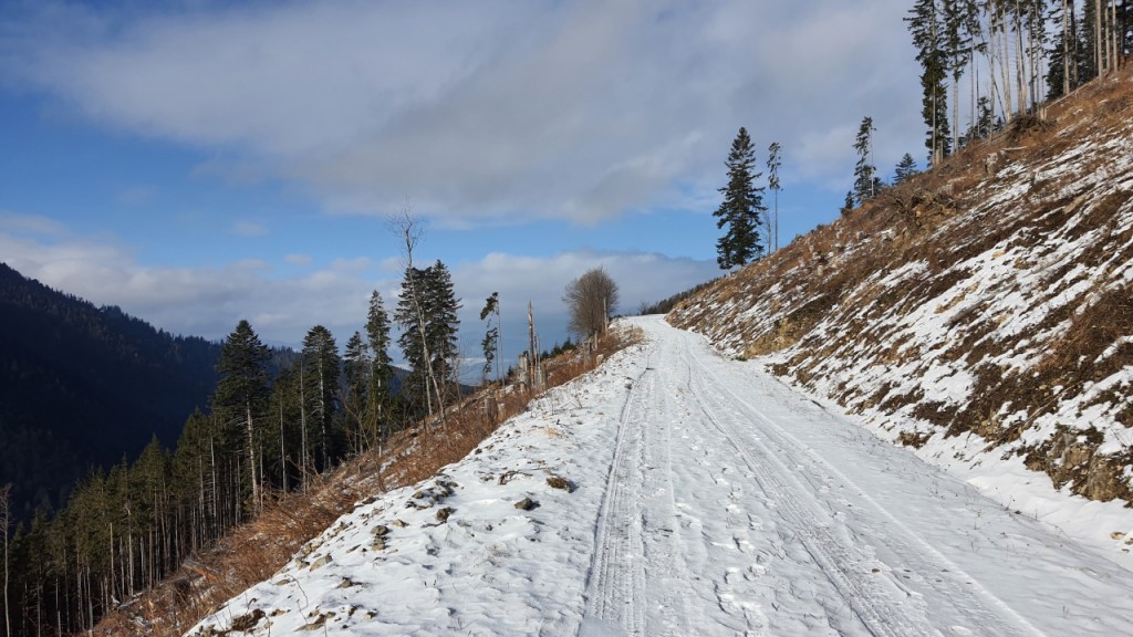 Blick auf den Forstweg am Berg entlang (© Cornelia Hebrank, 2024)