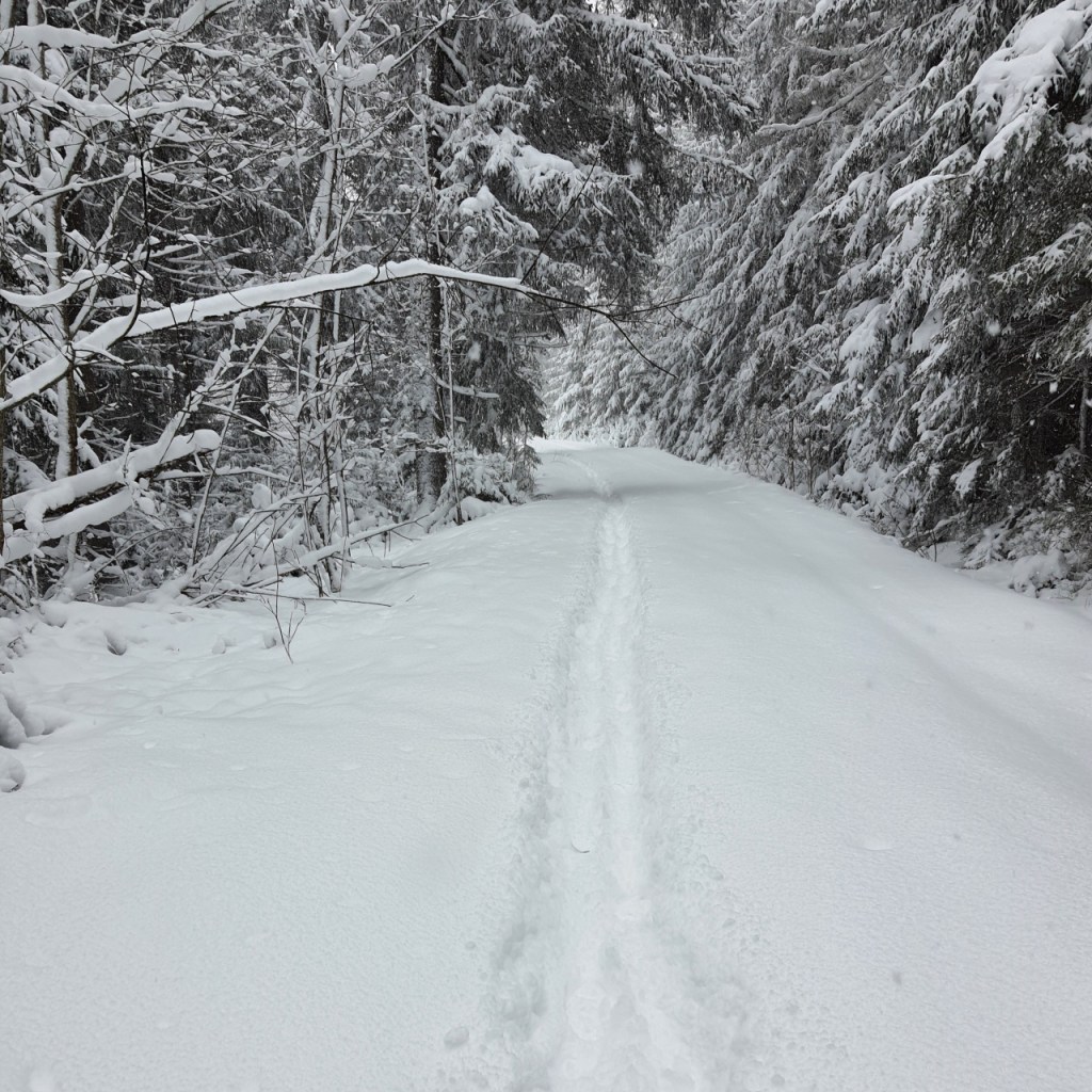 Laufspur durch den tiefen Schnee auf einem Weg durch den Wald (© Cornelia Hebrank, 2024)