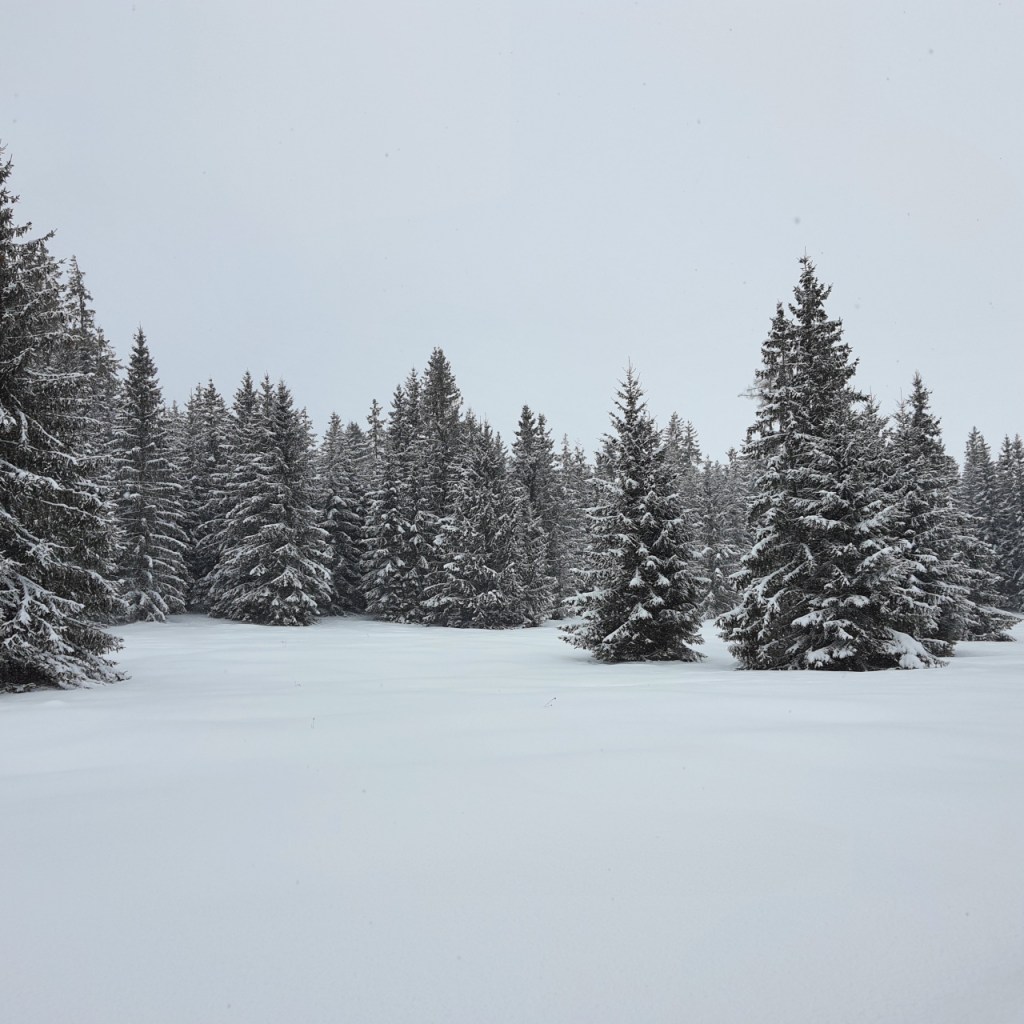 Die eingeschneite Gegend am Waldrand (© Cornelia Hebrank, 2024)