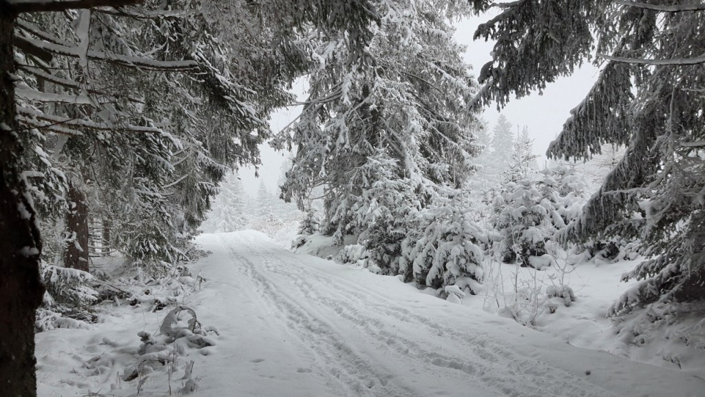 Workshop Wolf – Tag 10: Durchs&nbsp;Schneegestöber