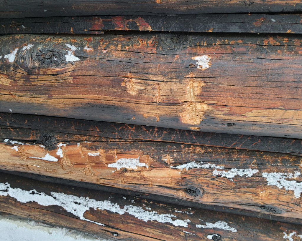 Krallenspuren eines Bären in einer Holzhütte (© Cornelia Hebrank, 2024)